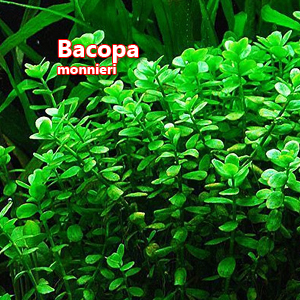 Bacopa monnieri